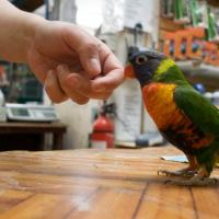Как отучить пятилетнего попугая кусаться