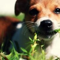 Il cane mangia l'erba: “perché” e “perché” che preoccupano i proprietari