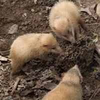 Hedgehog - description, species, where it lives, what it eats, reproduction, photo