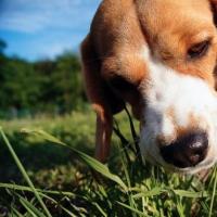 Varför äter en hund gräs ute?
