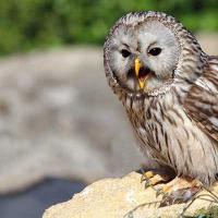 Gray owl or tawny owl (lat.