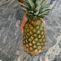 How to grow a pineapple from the top at home Growing a pineapple from the top rosette