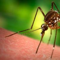 ¿Cómo se reproducen los mosquitos y cuánto viven?