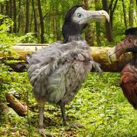 Птах додо: історія винищення Чим було зумовлено вимирання птаха додо