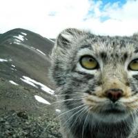 Lifestyle and nutrition of Pallas's cat
