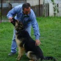 Pastor alemán: criar y entrenar a un cachorro