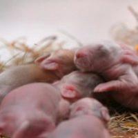 Новонароджені кролики: догляд за кроленятами та кролицею Кролики від народження до місяця