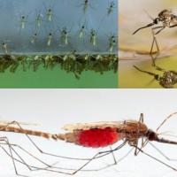 Звідки з'являються комарі
