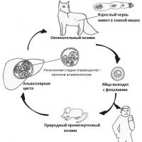 Alveokockos: tecken, orsaker och behandlingsschema hos människor