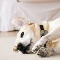 Синдром на Кушинг при кучета и котки