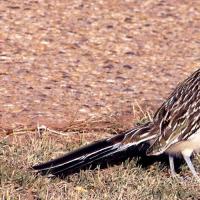 California ground cuckoo (lat.