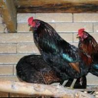 Araucana chickens: description of the breed and its characteristics