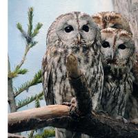 Tawny Owl Žival Tawny Owl