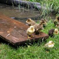 Розведення та вирощування качок у домашніх умовах для початківців
