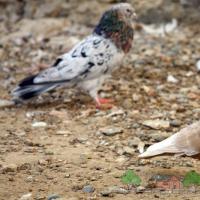 Such different Baku fighting pigeons
